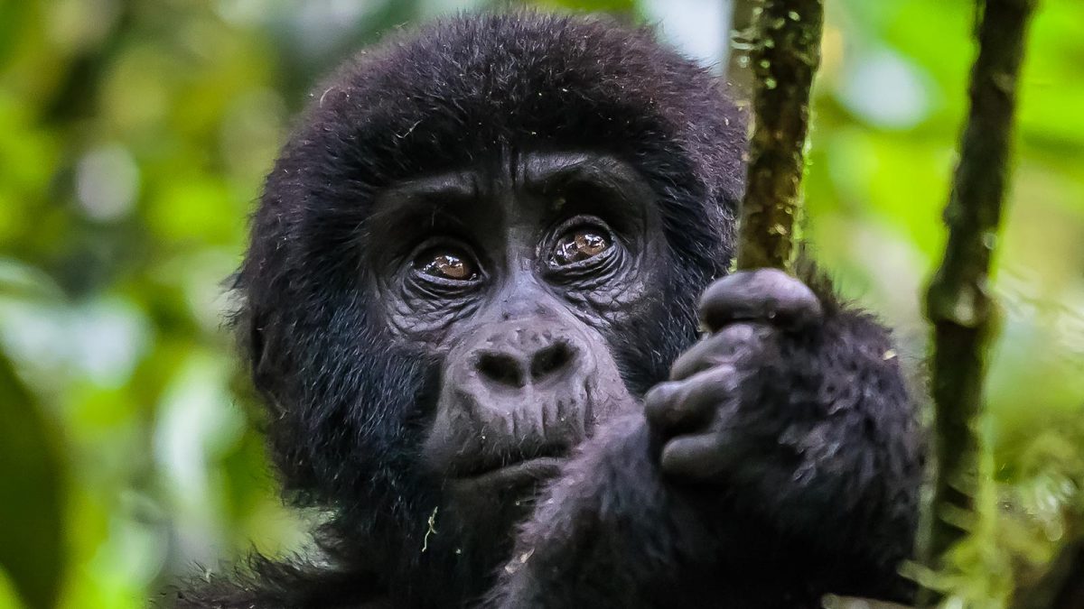 2020 uganda gorilla trekking permit prices