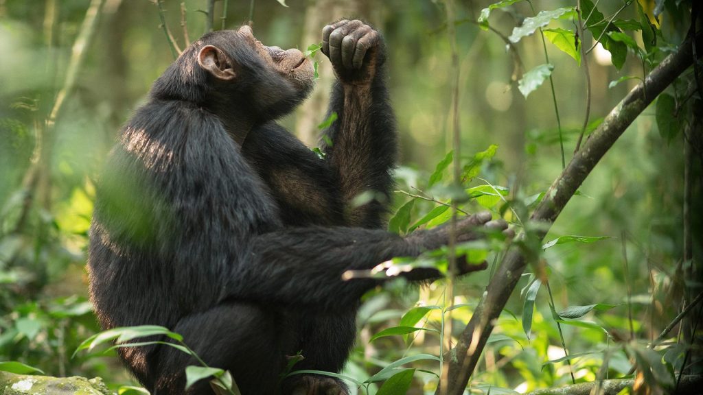 Chimpanzee habituation experience (CHEX)