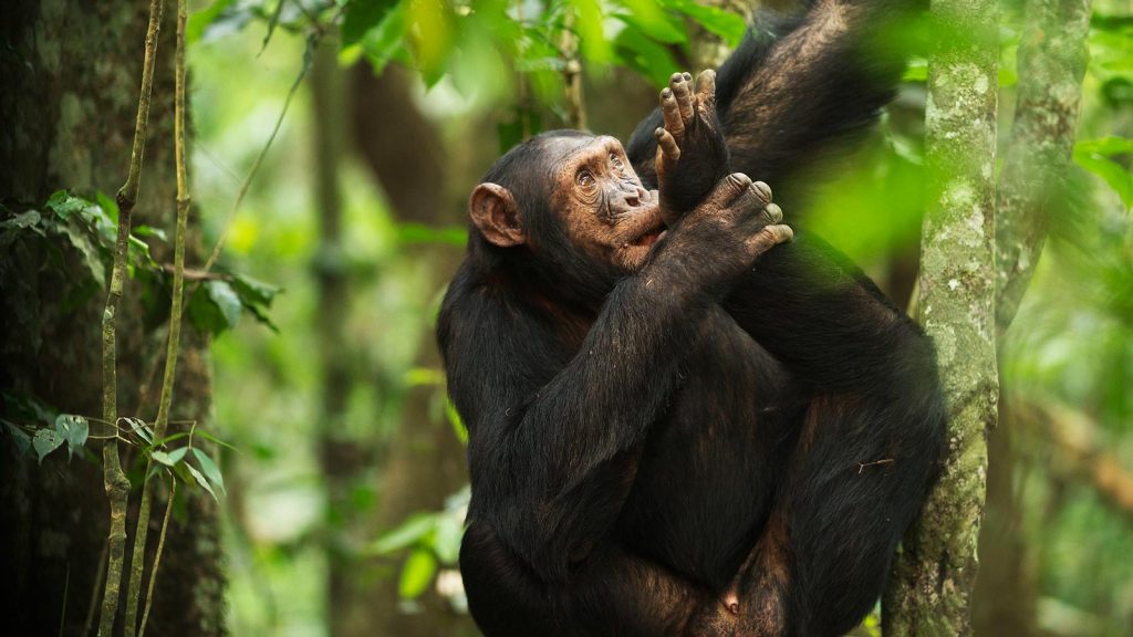 Kibale Forest Chimpanzee Tracking