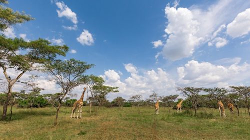 African wildlife safaris